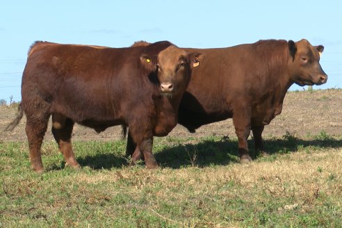 Dia a Campo de Cabaña Malaika previo al 3° Remate Anual el próximo 6 de Septiembre en Feria Maria Dolores