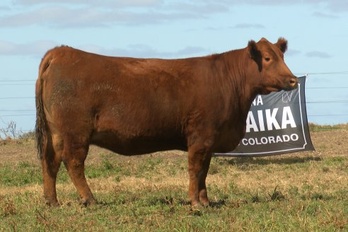 Dia a Campo de Cabaña Malaika previo al 3° Remate Anual el próximo 6 de Septiembre en Feria Maria Dolores