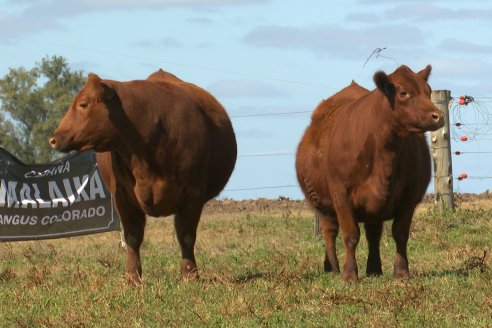 Dia a Campo de Cabaña Malaika previo al 3° Remate Anual el próximo 6 de Septiembre en Feria Maria Dolores