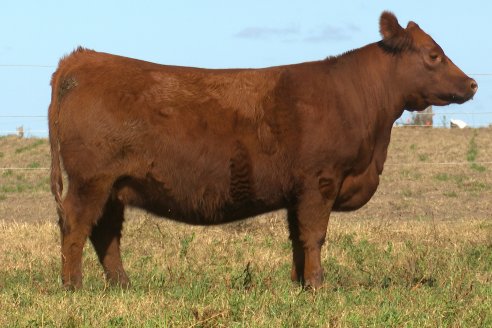 Dia a Campo de Cabaña Malaika previo al 3° Remate Anual el próximo 6 de Septiembre en Feria Maria Dolores