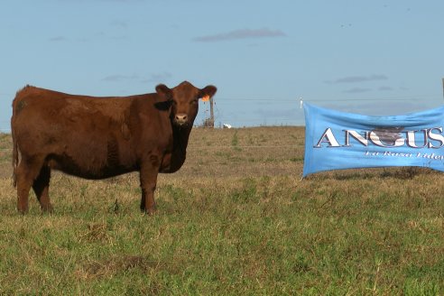 Dia a Campo de Cabaña Malaika previo al 3° Remate Anual el próximo 6 de Septiembre en Feria Maria Dolores