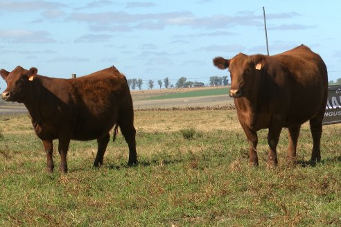 Dia a Campo de Cabaña Malaika previo al 3° Remate Anual el próximo 6 de Septiembre en Feria Maria Dolores