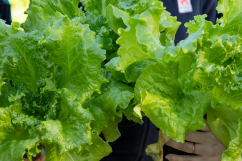 Atento horticultores: presentan lechugas con más hojas y peso