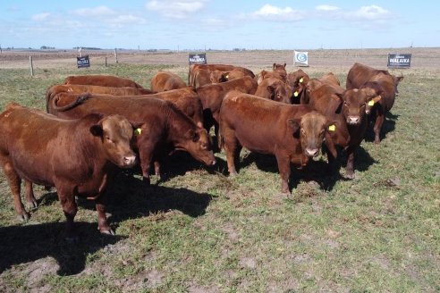 Se viene el tercer remate anual de los Angus de Cabaña Malaika