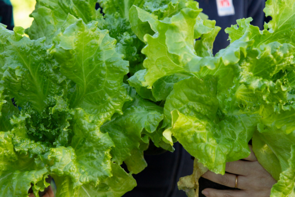 En INTA ya van por la quinta generación de estas plantas, sobradas de peso.