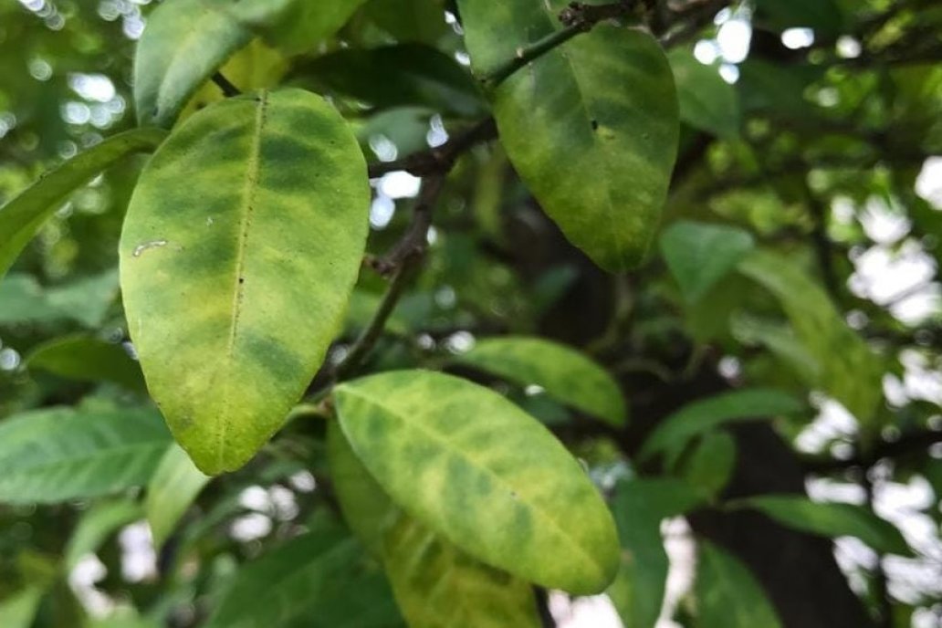 Cuando el frío aprieta, revisar las hojas puede definir el futuro de la planta.