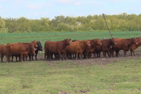 Expo Rural María Grande tendrá una especial muestra ganadera