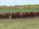 Expo Rural María Grande tendrá una especial muestra ganadera