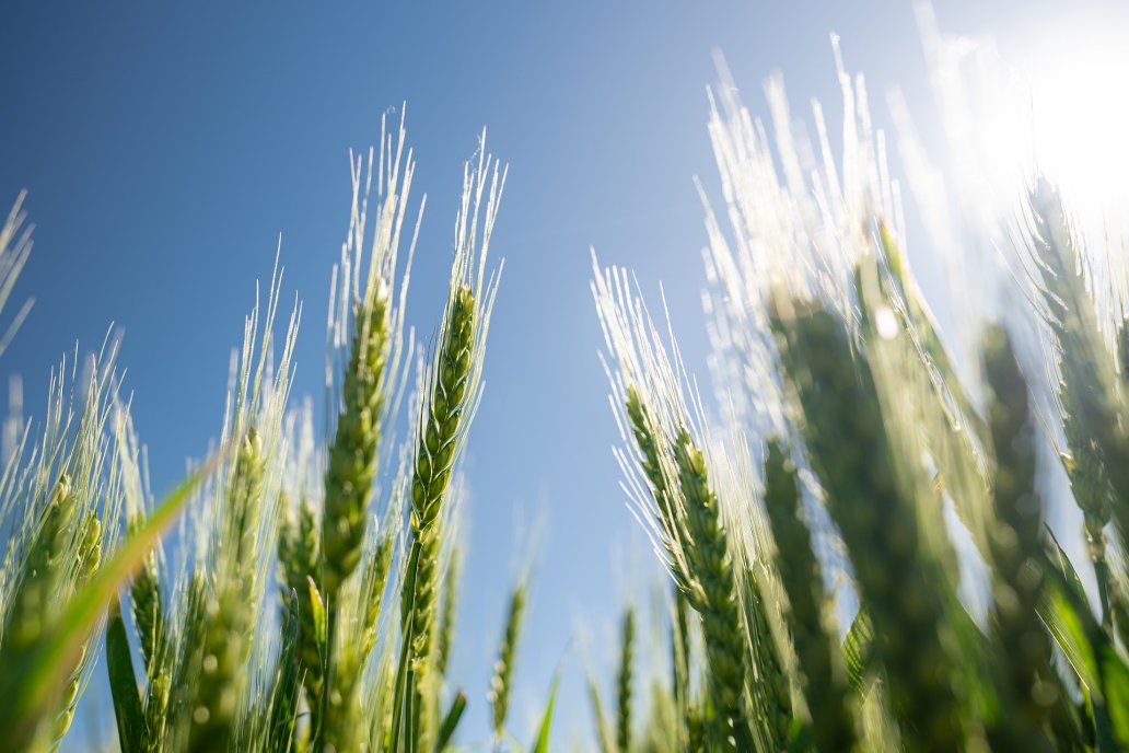 El nitrógeno es el nutriente más importante para su desarrollo saludable.