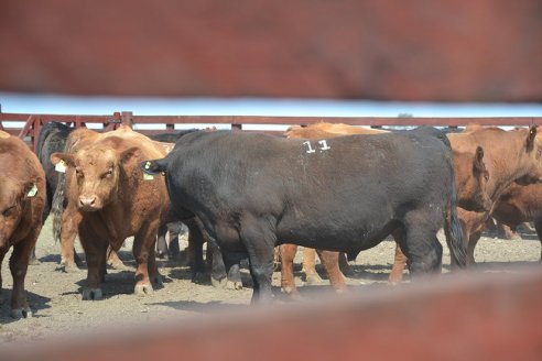 3° Jura Fenotípica de la 8va. Prueba Pastoril Angus del Litoral