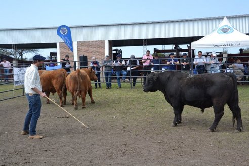 3° Jura Fenotípica de la 8va. Prueba Pastoril Angus del Litoral