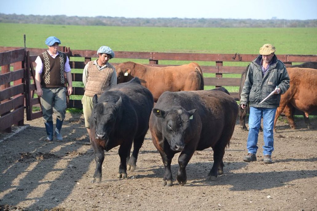 3° Jura Fenotípica de la 8va. Prueba Pastoril Angus del Litoral