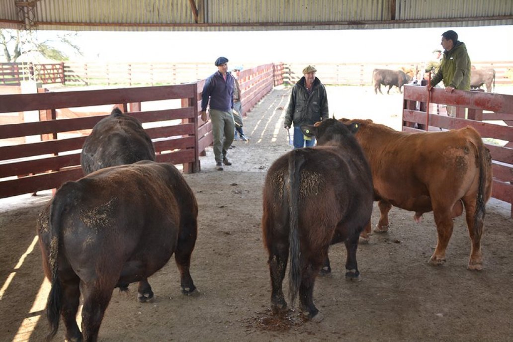 3° Jura Fenotípica de la 8va. Prueba Pastoril Angus del Litoral