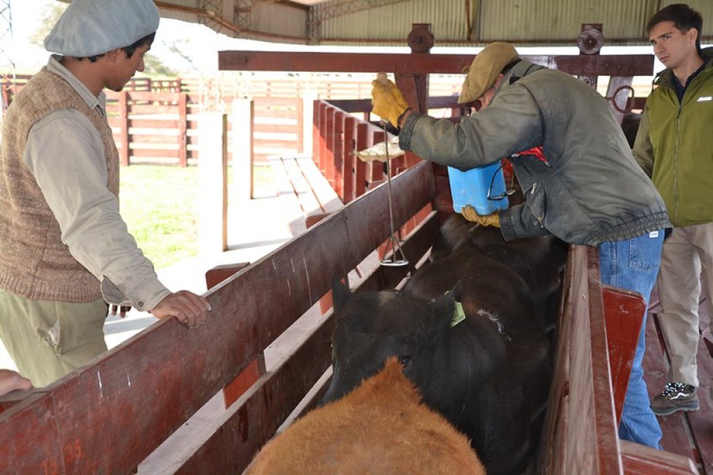 3° Jura Fenotípica de la 8va. Prueba Pastoril Angus del Litoral