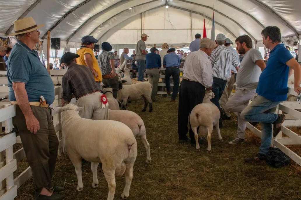 Urdinarrain se prepara para la 7ª Expo Ovina con lan 4° Nacional Texel