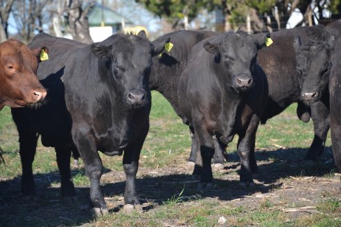 La Cabaña Angus de Estancias Don Pastor vende toros y vaquillonas con muy buen perfil productivo