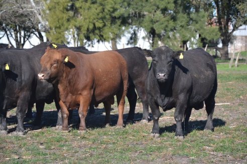 Previo al 19 Remate Anual:  Dia de Campo de Estancias Don Pastor