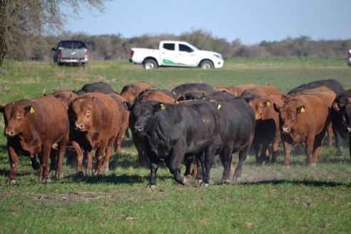 Previo al 19 Remate Anual:  Dia de Campo de Estancias Don Pastor