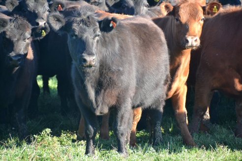 Previo al 19 Remate Anual:  Dia de Campo de Estancias Don Pastor