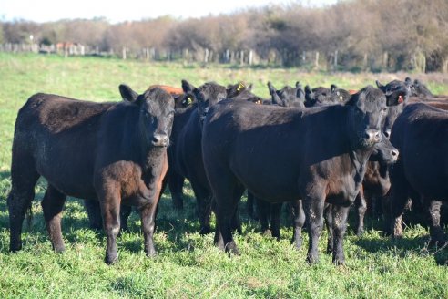 Previo al 19 Remate Anual:  Dia de Campo de Estancias Don Pastor