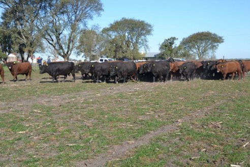 Previo al 19 Remate Anual:  Dia de Campo de Estancias Don Pastor