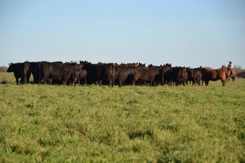 Previo al 19 Remate Anual:  Dia de Campo de Estancias Don Pastor