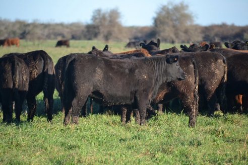 Previo al 19 Remate Anual:  Dia de Campo de Estancias Don Pastor