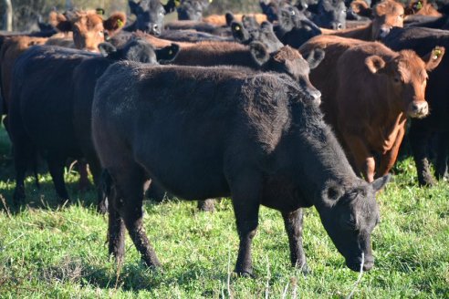 Previo al 19 Remate Anual:  Dia de Campo de Estancias Don Pastor