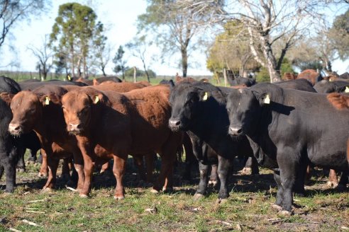 Previo al 19 Remate Anual:  Dia de Campo de Estancias Don Pastor