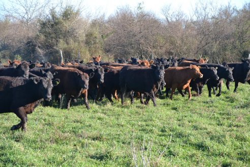 Previo al 19 Remate Anual:  Dia de Campo de Estancias Don Pastor