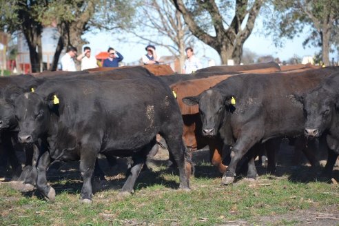 Previo al 19 Remate Anual:  Dia de Campo de Estancias Don Pastor