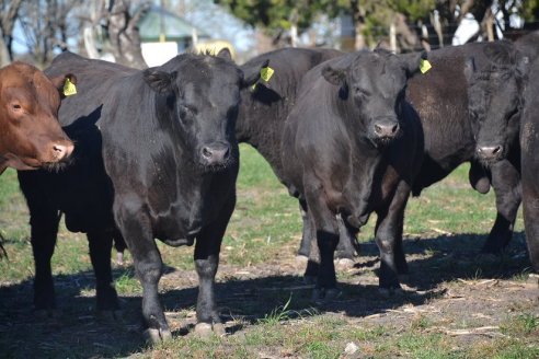 Previo al 19 Remate Anual:  Dia de Campo de Estancias Don Pastor