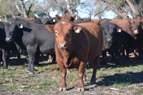 Previo al 19 Remate Anual:  Dia de Campo de Estancias Don Pastor