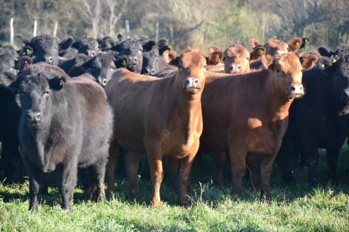 Previo al 19 Remate Anual:  Dia de Campo de Estancias Don Pastor