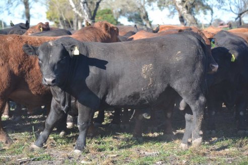 Previo al 19 Remate Anual:  Dia de Campo de Estancias Don Pastor