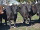 La Cabaña Angus de Estancias Don Pastor vende toros y vaquillonas con muy buen perfil productivo