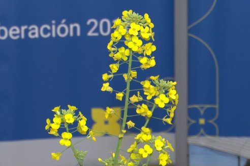 1er. Simposio Argentino de Colza y otras Brasicaceas - Centro Provincial de Convenciones  - Paraná, Entre Ríos