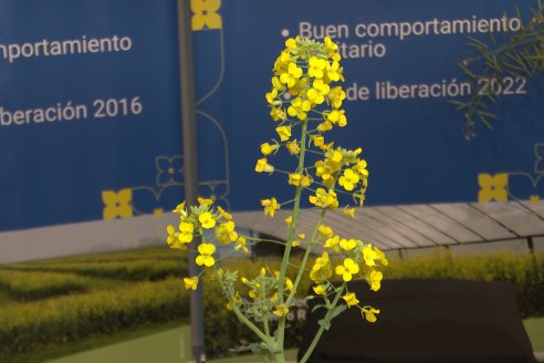 1er. Simposio Argentino de Colza y otras Brasicaceas - Centro Provincial de Convenciones  - Paraná, Entre Ríos