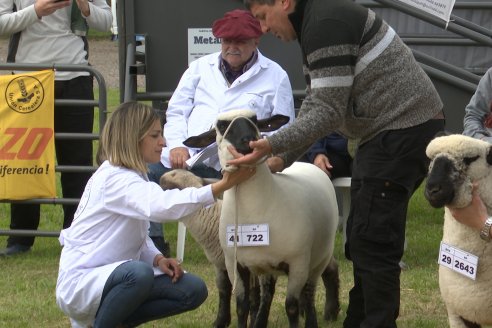 10° EXPOSICIÓN NACIONAL HAMPSHIRE DOWN en la 131° Expo Rural Gualeguaychú