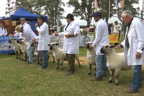 10° EXPOSICIÓN NACIONAL HAMPSHIRE DOWN en la 131° Expo Rural Gualeguaychú