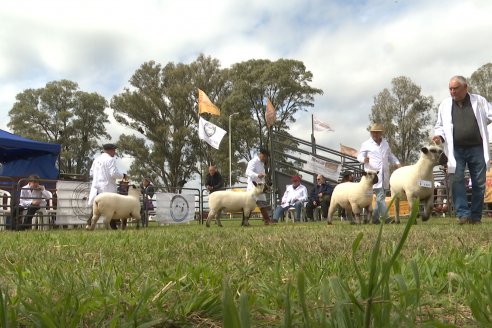 10° EXPOSICIÓN NACIONAL HAMPSHIRE DOWN en la 131° Expo Rural Gualeguaychú