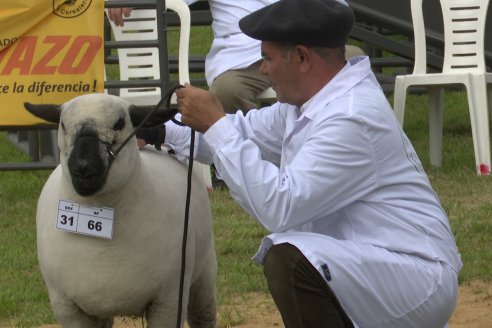 10° EXPOSICIÓN NACIONAL HAMPSHIRE DOWN en la 131° Expo Rural Gualeguaychú