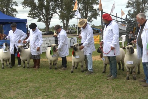 10° EXPOSICIÓN NACIONAL HAMPSHIRE DOWN en la 131° Expo Rural Gualeguaychú