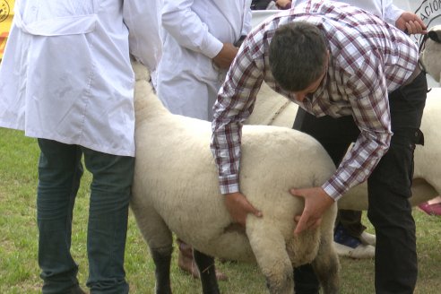 10° EXPOSICIÓN NACIONAL HAMPSHIRE DOWN en la 131° Expo Rural Gualeguaychú