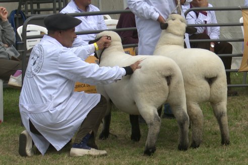 10° EXPOSICIÓN NACIONAL HAMPSHIRE DOWN en la 131° Expo Rural Gualeguaychú