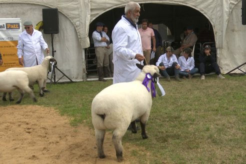 10° EXPOSICIÓN NACIONAL HAMPSHIRE DOWN en la 131° Expo Rural Gualeguaychú