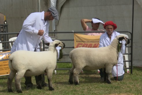 10° EXPOSICIÓN NACIONAL HAMPSHIRE DOWN en la 131° Expo Rural Gualeguaychú