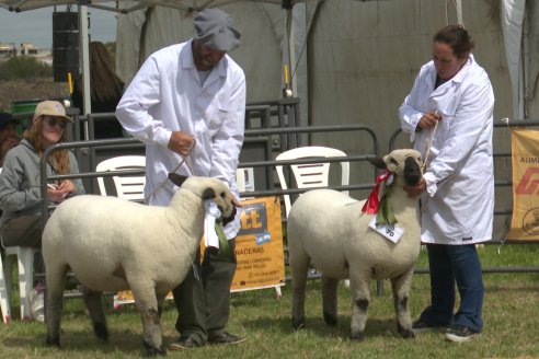 10° EXPOSICIÓN NACIONAL HAMPSHIRE DOWN en la 131° Expo Rural Gualeguaychú