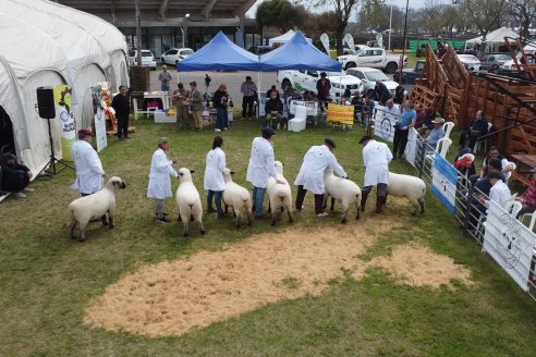 10° EXPOSICIÓN NACIONAL HAMPSHIRE DOWN en la 131° Expo Rural Gualeguaychú