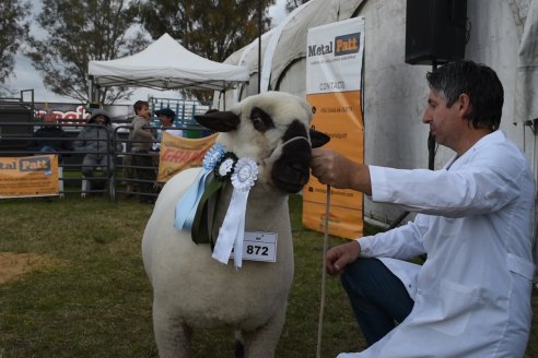 10° EXPOSICIÓN NACIONAL HAMPSHIRE DOWN en la 131° Expo Rural Gualeguaychú